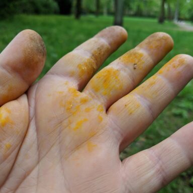 Gelbe Finger vom Löwenzahn