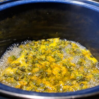 Löwenzahnblüten im Topf