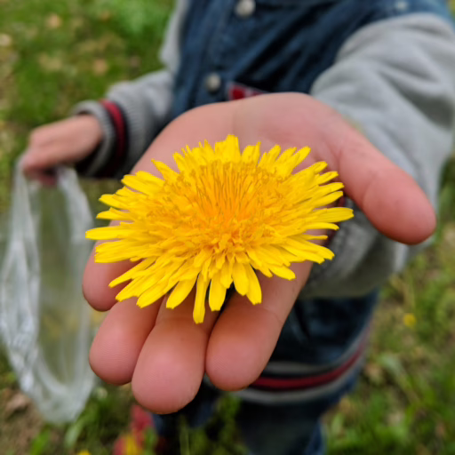 Löwenzahnblüte