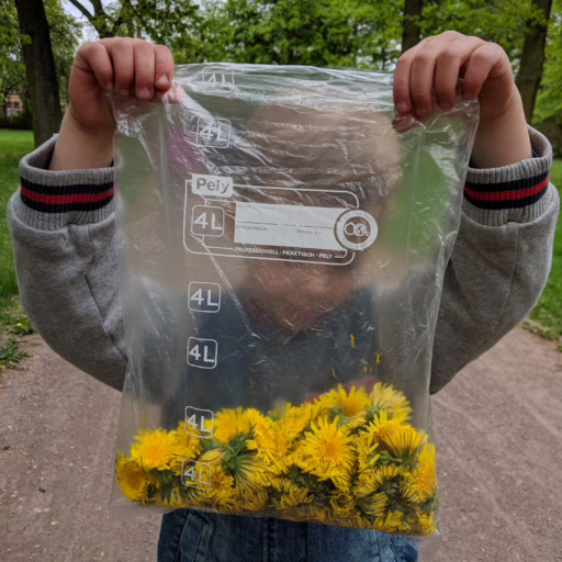 Tüte voll Löwenzahnblüten
