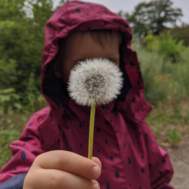 Pusteblume