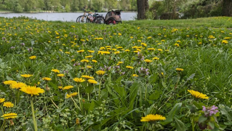 Wiese mit gelb blühendem Löwenzahn